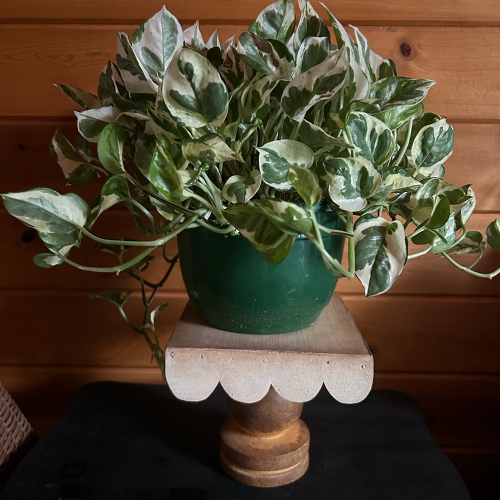 Wood Base with Metal Top Pedestal / Great for Plants , Candles or Deserts - Picture 2 of 3